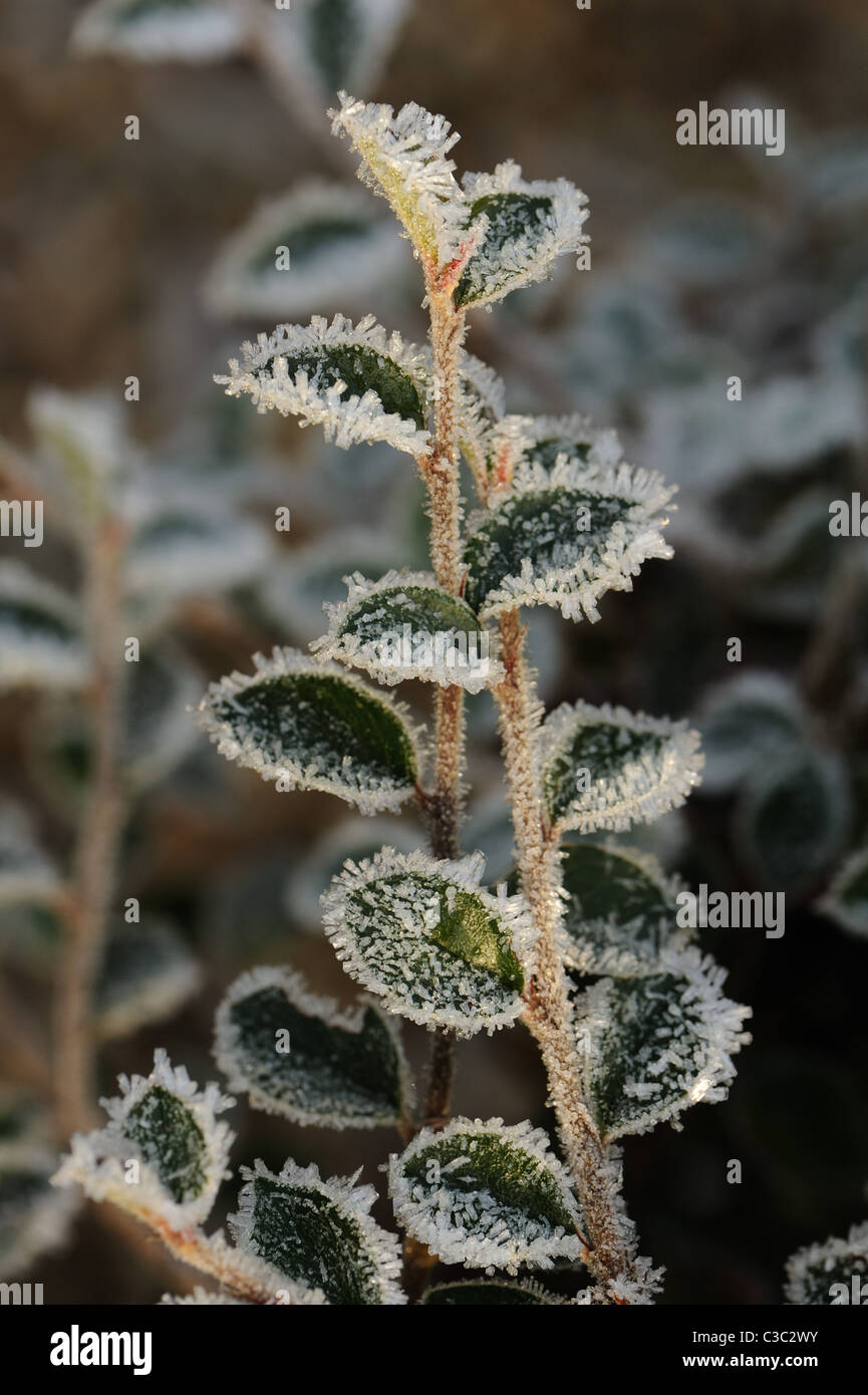 Hoar frost on the cotoneaster leaves in a Devon garden in winter Stock Photo