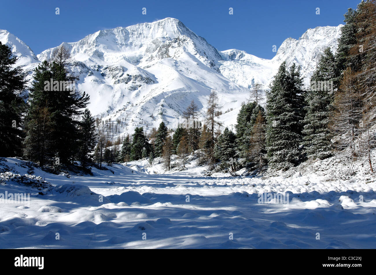 A beautiful snowy scene through a wooded glade to the Pigne d'Arolla, Switzerland. Stock Photo