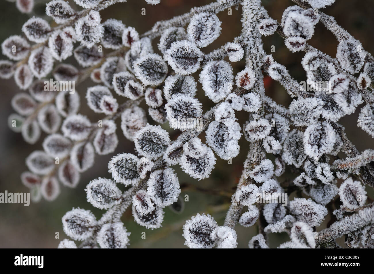 Hoar frost on the Cotoneaster horizontalis leaves in a Devon garden in winter Stock Photo