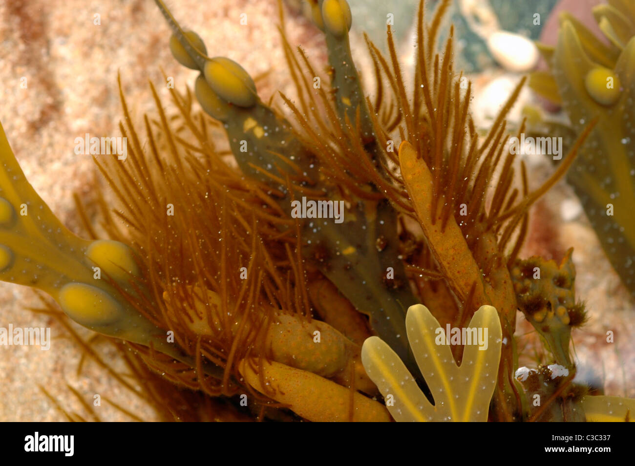 A brown seaweed (Ectocarpus tomentosus) epiphytic on Bladder Wrack (Fucus vesiculosus) in a rockpool, Cornwall UK Stock Photo