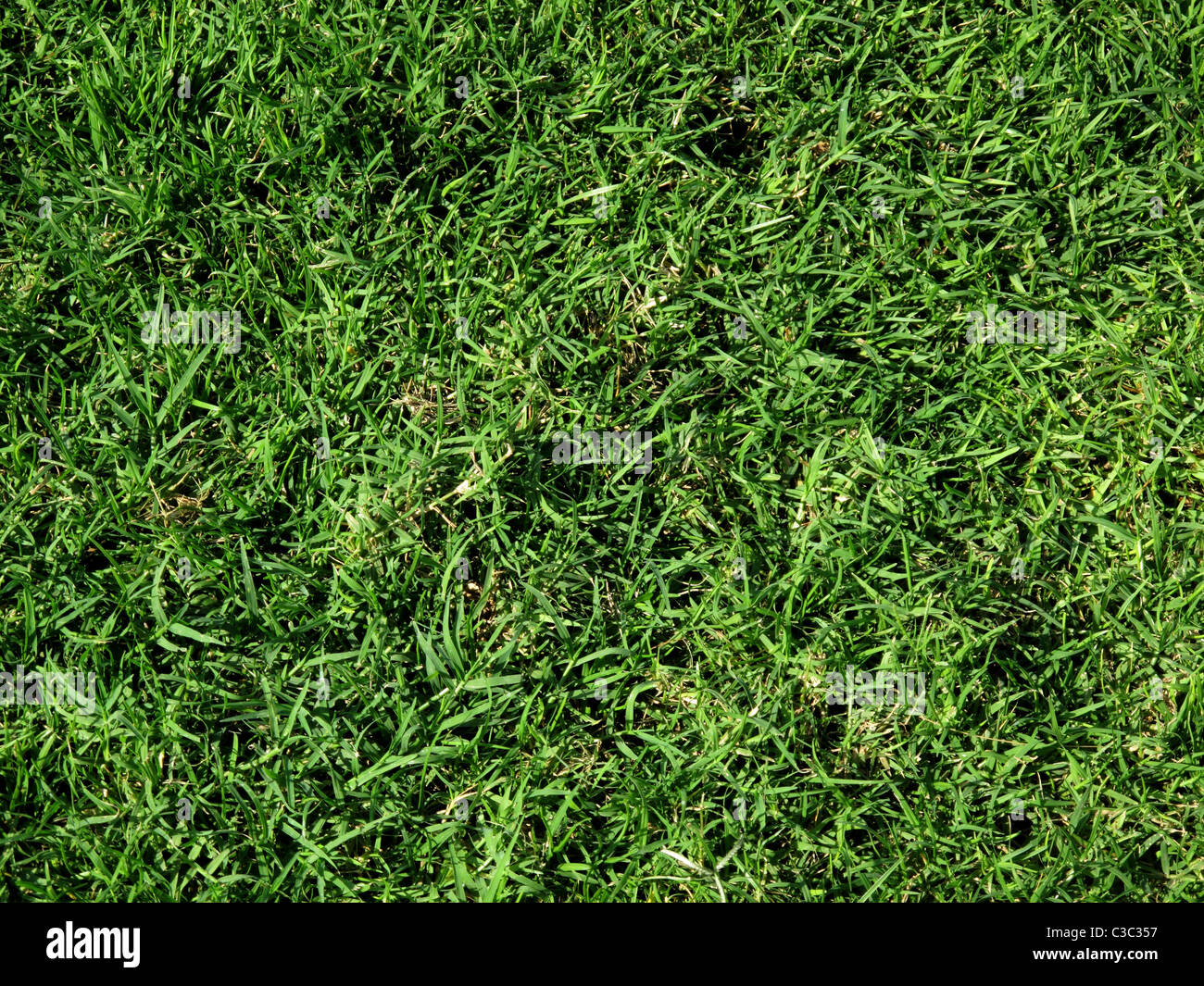 Bermuda grass lawn (Cynodon dactylon), Dubai, UAE Stock Photo