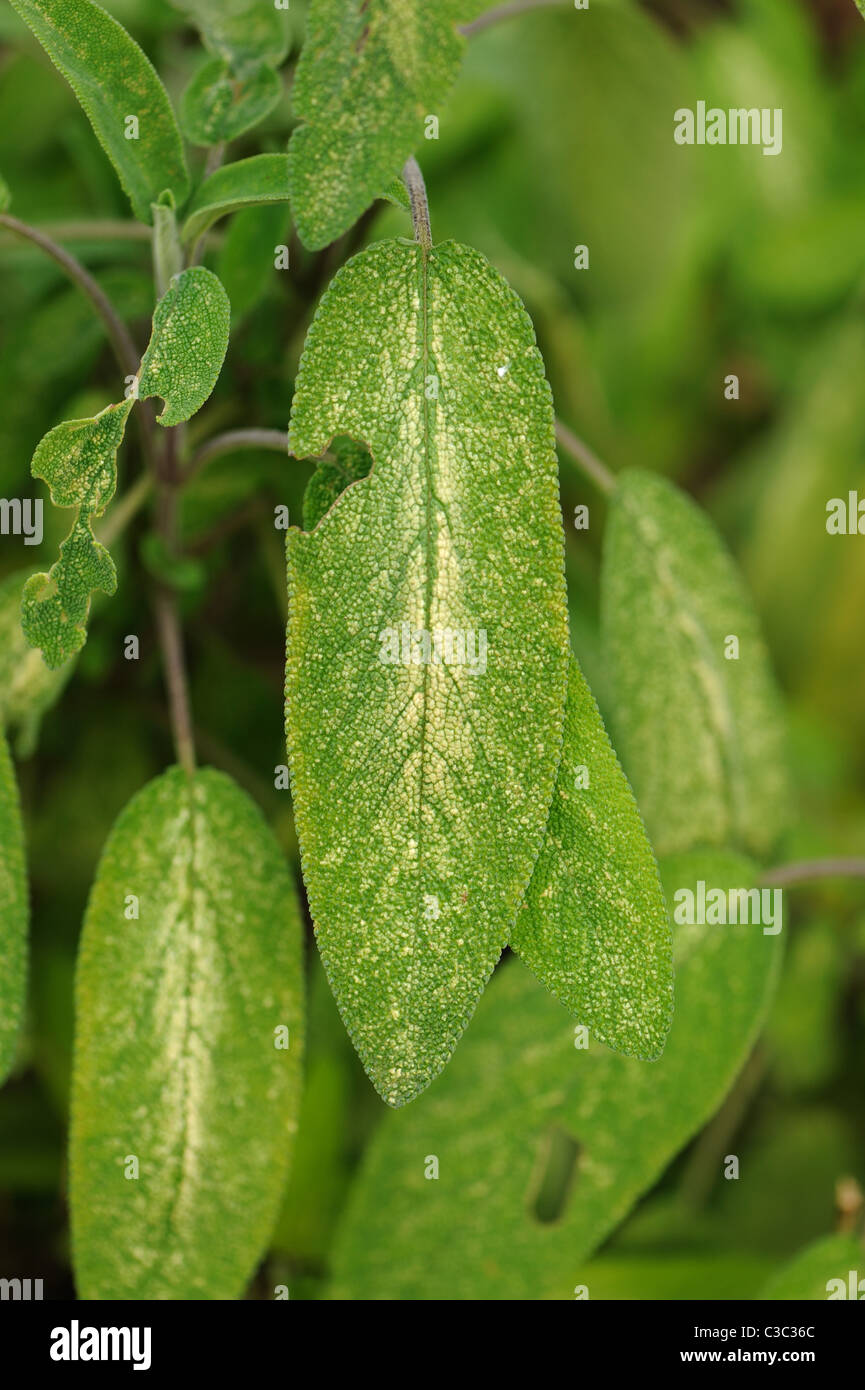 Chrysanthemum leafhopper (Eupteryx melissae) damage to sage leaves Stock Photo
