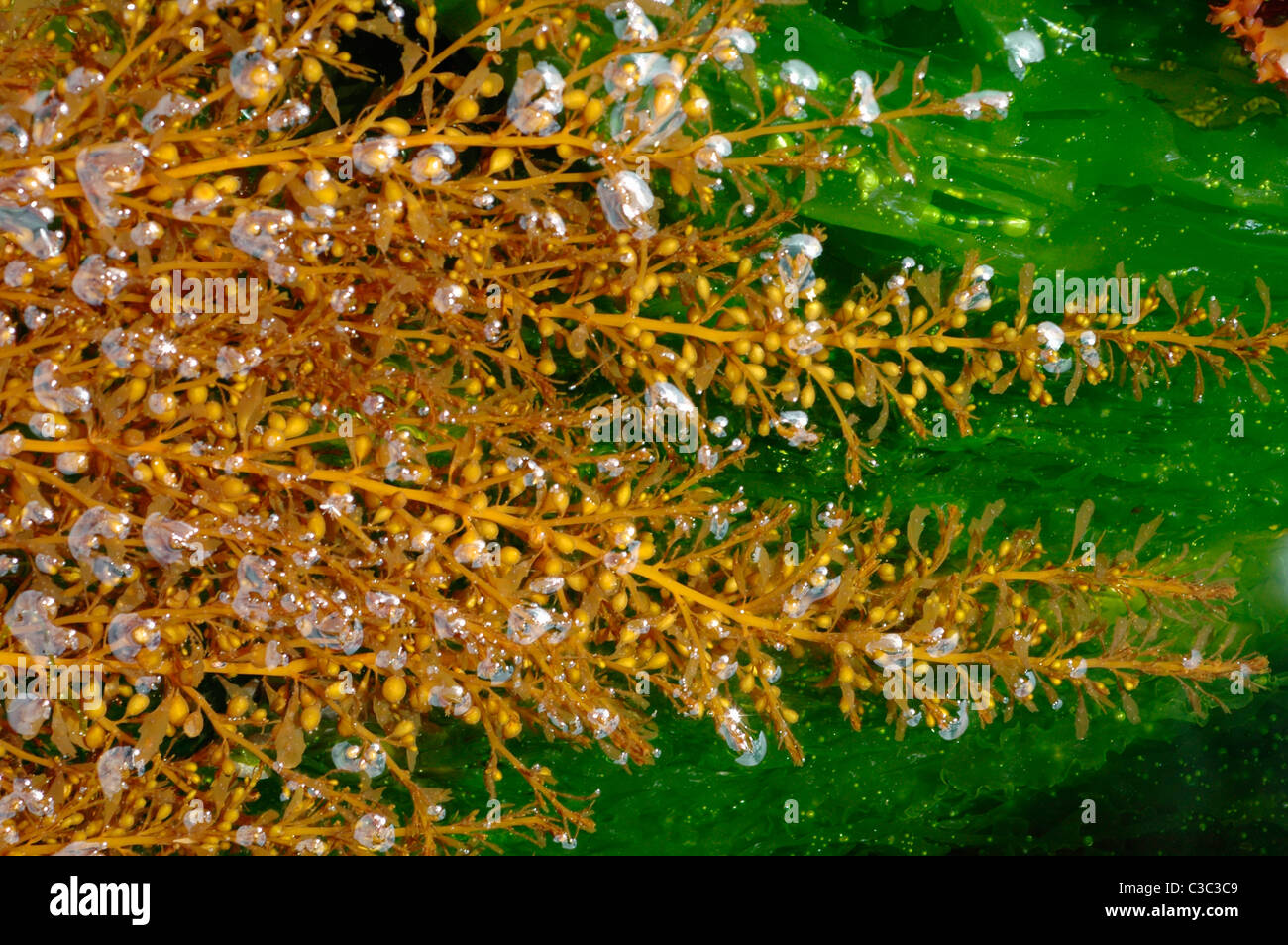 SARGASSUM MUTICUM Japweed, a brown seaweed, an introduced pest, in a rockpool Cornwall UK Stock