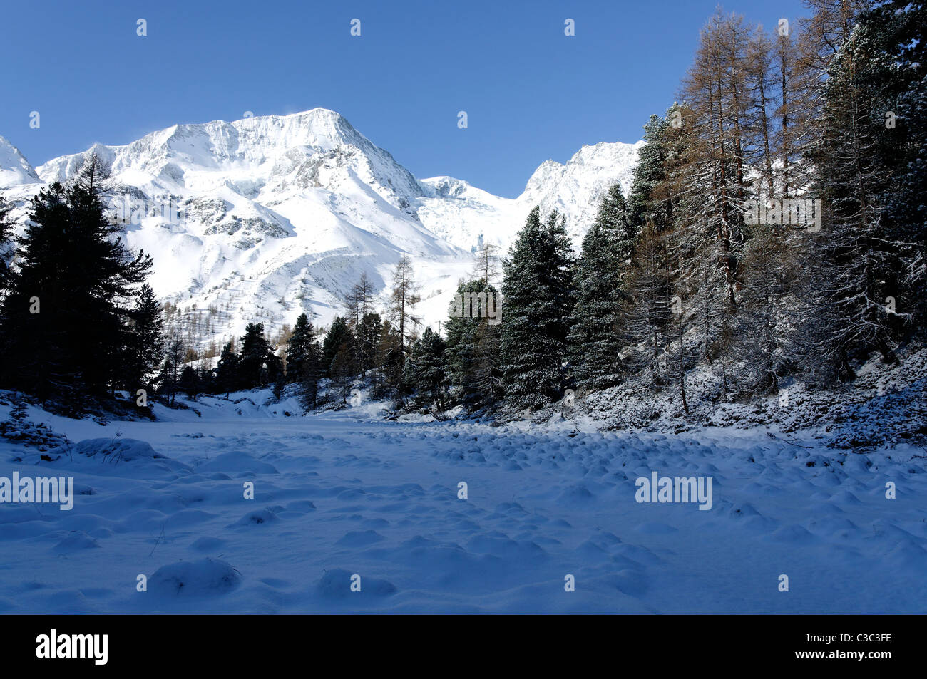 A beautiful snowy scene through a wooded glade to the Pigne d'Arolla, Switzerland. Stock Photo