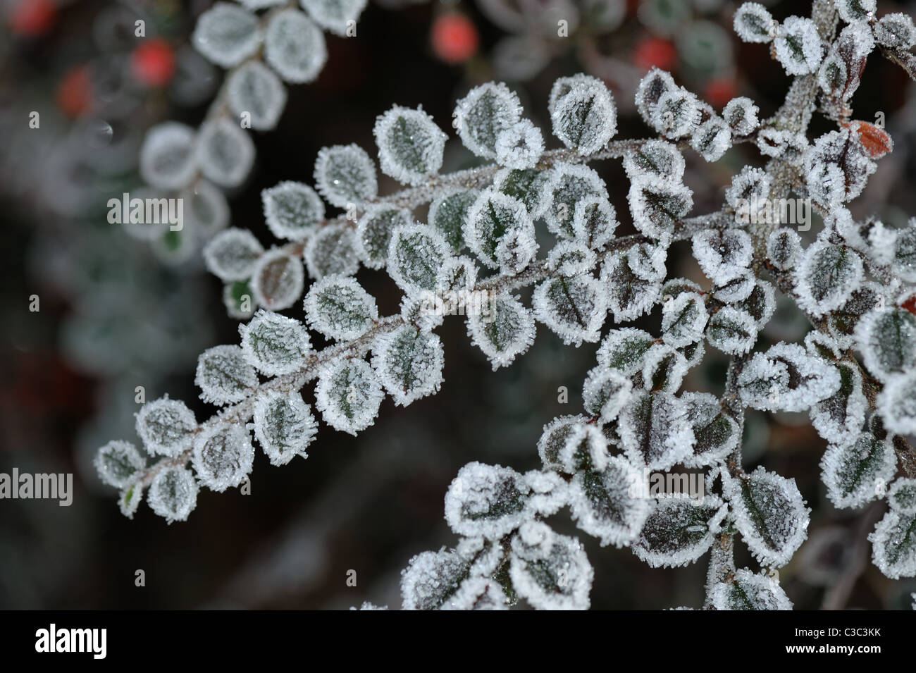 Hoar frost on the Cotoneaster horizontalis leaves in a Devon garden in winter Stock Photo