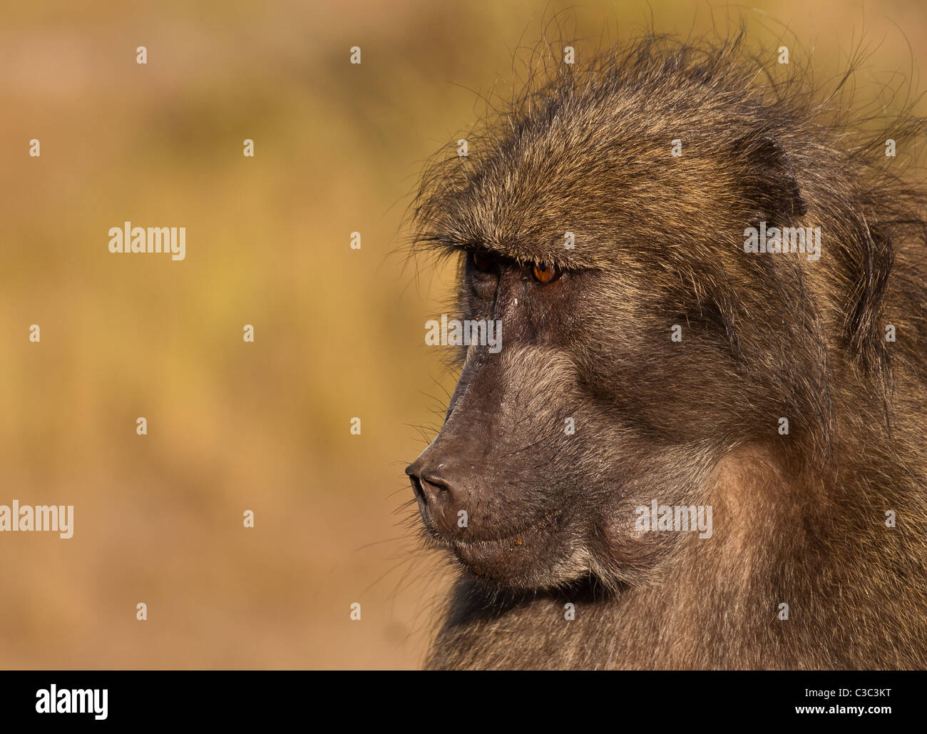 closeup portrait of a male baboon Stock Photo
