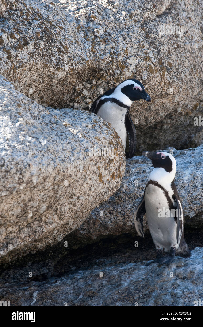 African Penguins (Spheniscus demersus) walking among granite boulders Simon's Town Table Mountain National Park Cape Peninsula Stock Photo