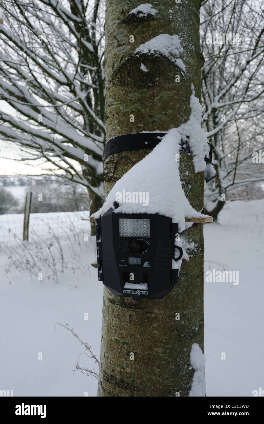 Stealth remote wildlife camera, Prowler HD on tree after snow, Devon Stock Photo