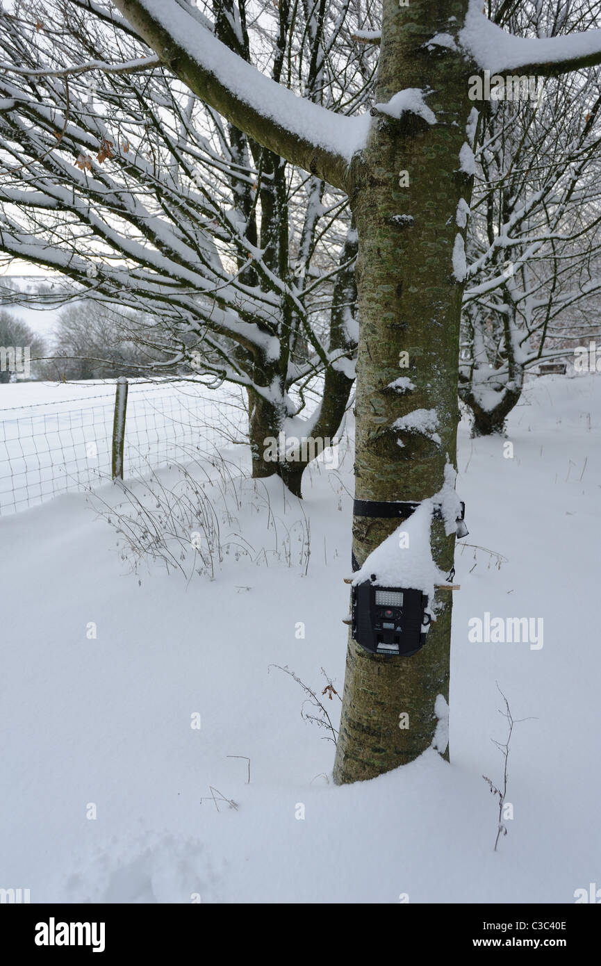 Stealth remote wildlife camera, Prowler HD on tree after snow, Devon Stock Photo