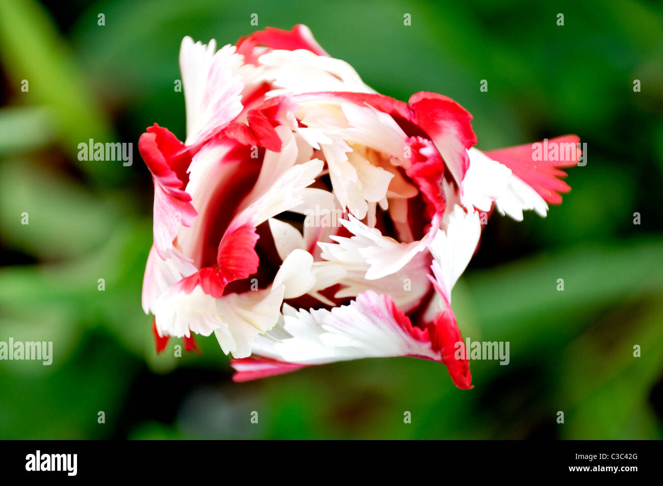 A beautiful red and white garden flower. Stock Photo