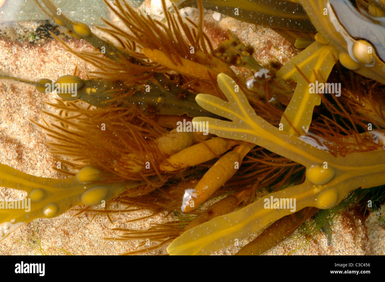 A brown seaweed (Ectocarpus tomentosus) epiphytic on bladder wrack, (Fucus vesiculosus) in a rockpool, Cornwall UK Stock Photo