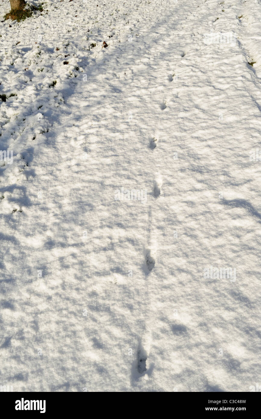 Tracks of a red fox (Vulpes vulpes) in light snow, Devon Stock Photo