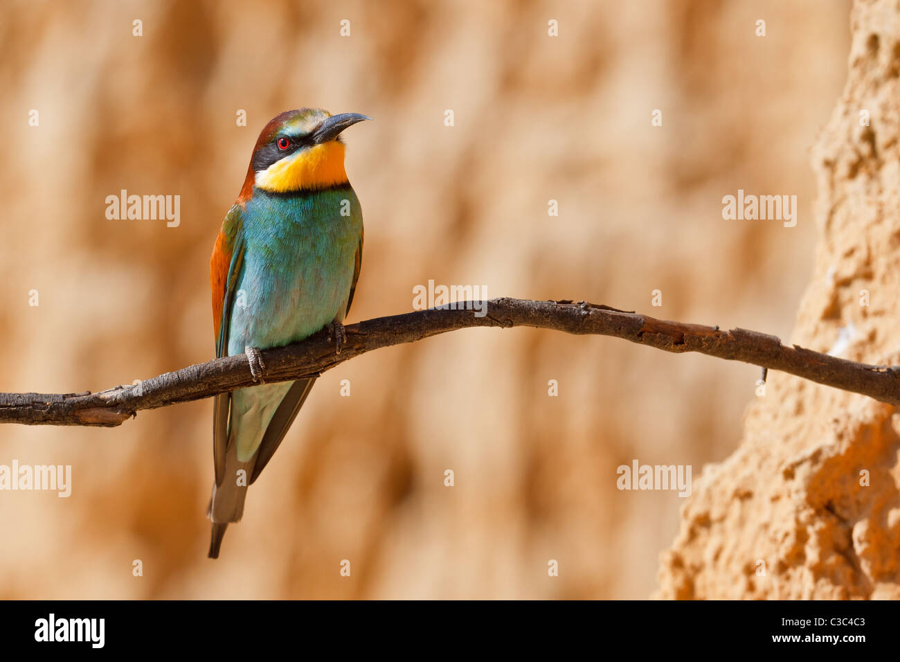 European bee-eater, Merops apiaster. Shallow depth of field and bakground blurred Stock Photo