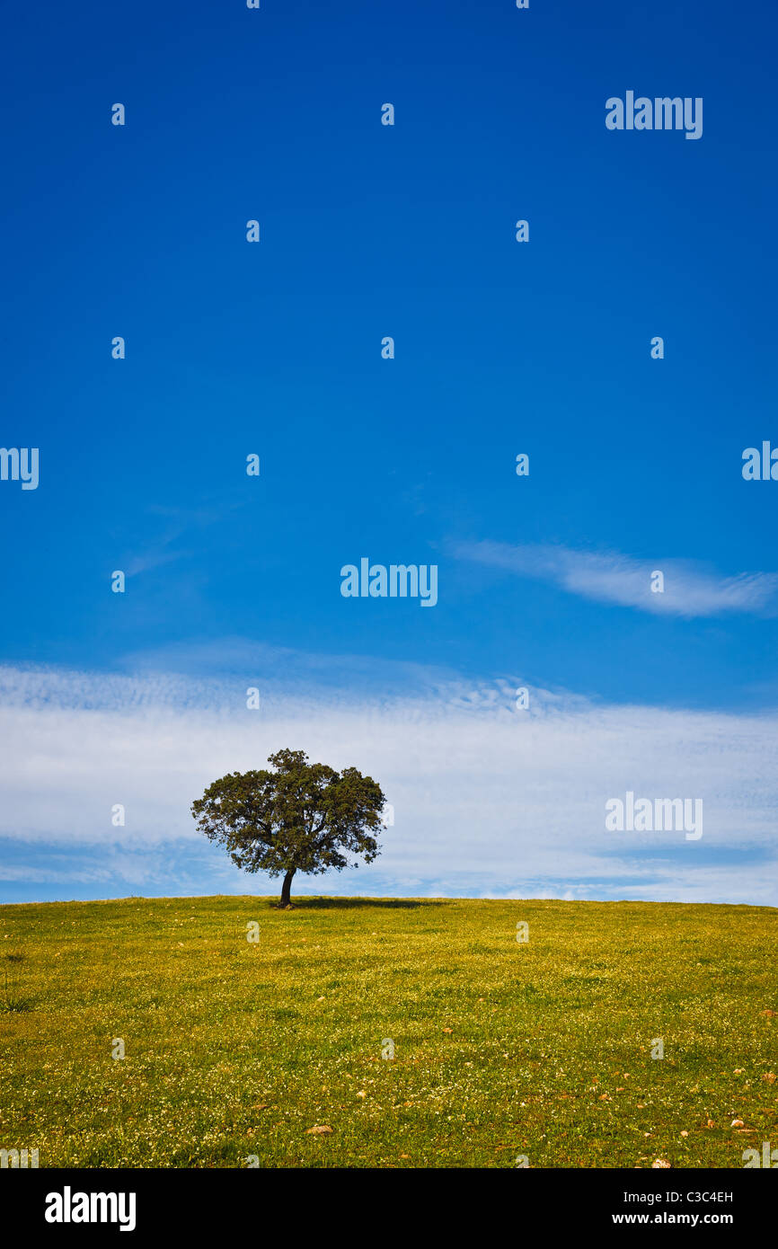 Solitary tree in a field with grass to the foreground over a clear blue sky Stock Photo