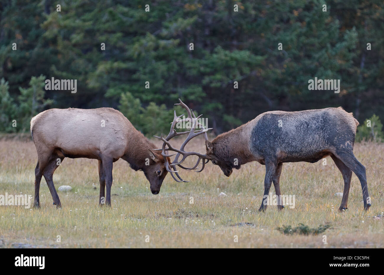 Bull Elks fighting, Jasper National Park, Canada Stock Photo