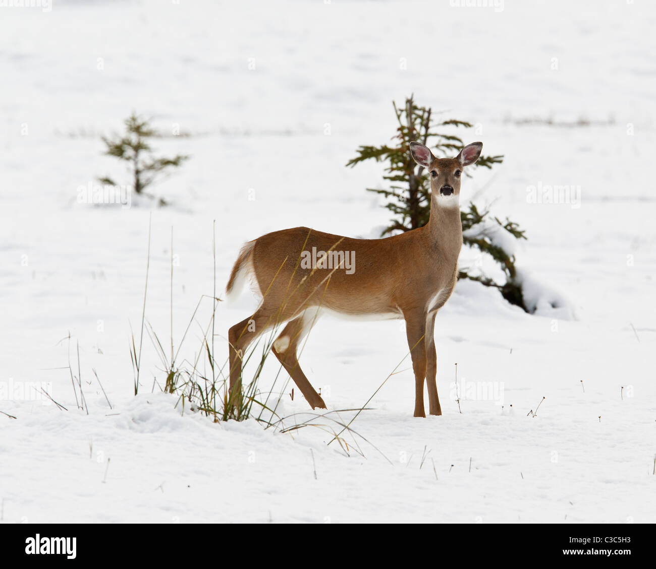White-tailed deer, odocoileus virginianus in the snow, Banff National Park, Alberta, Canada Stock Photo
