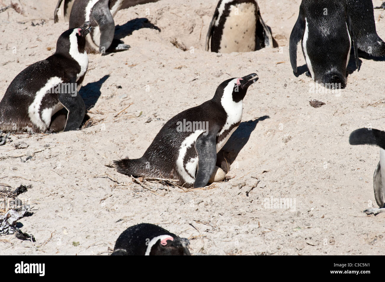 African Penguins (Spheniscus demersus) nesting colony Boulders Beach Simon's Town  Cape Peninsula Western Cape Stock Photo
