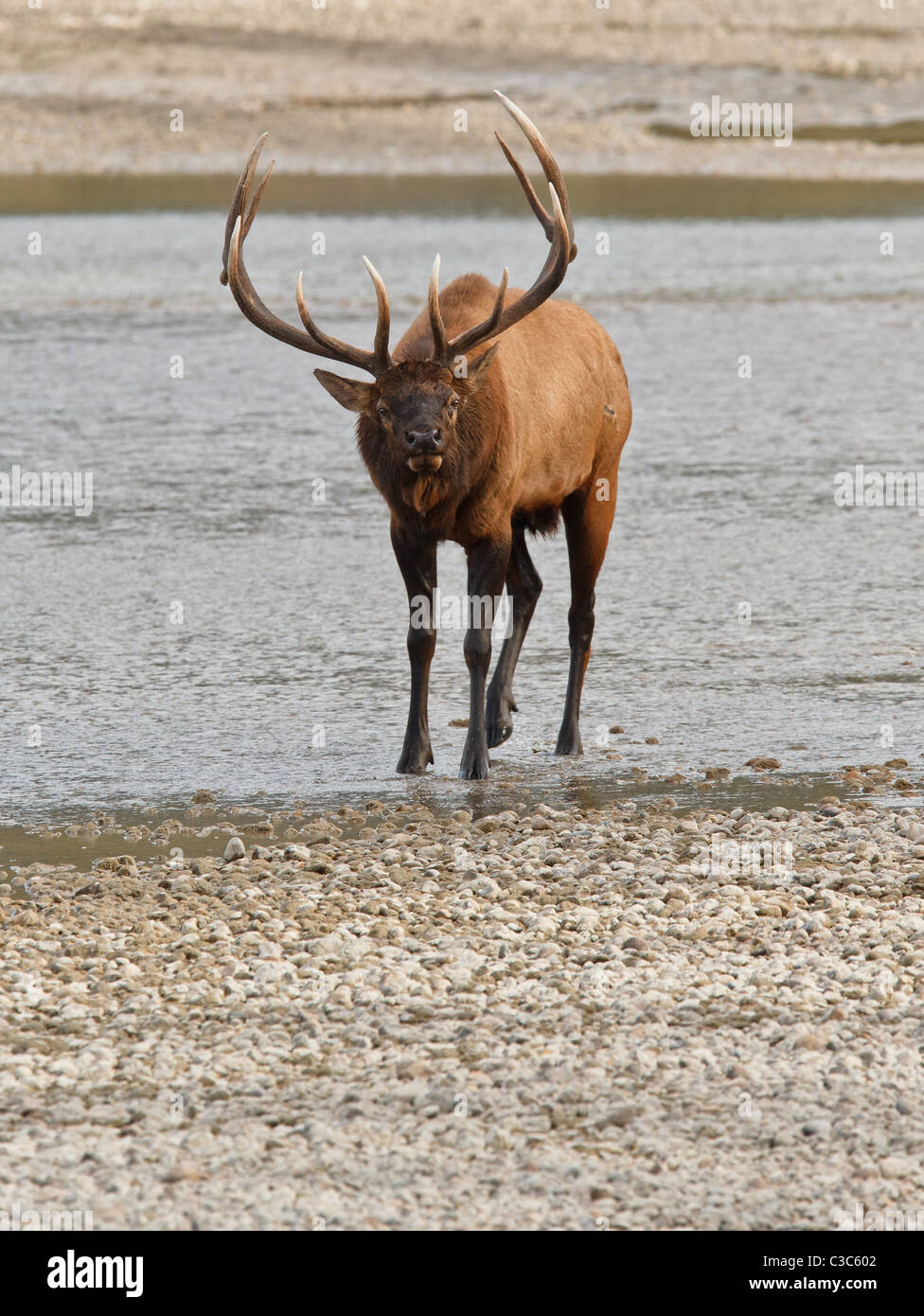 Bull elk, cervus canadensis in Athabasca River, Jasper National Park, Alberta, Canada Stock Photo