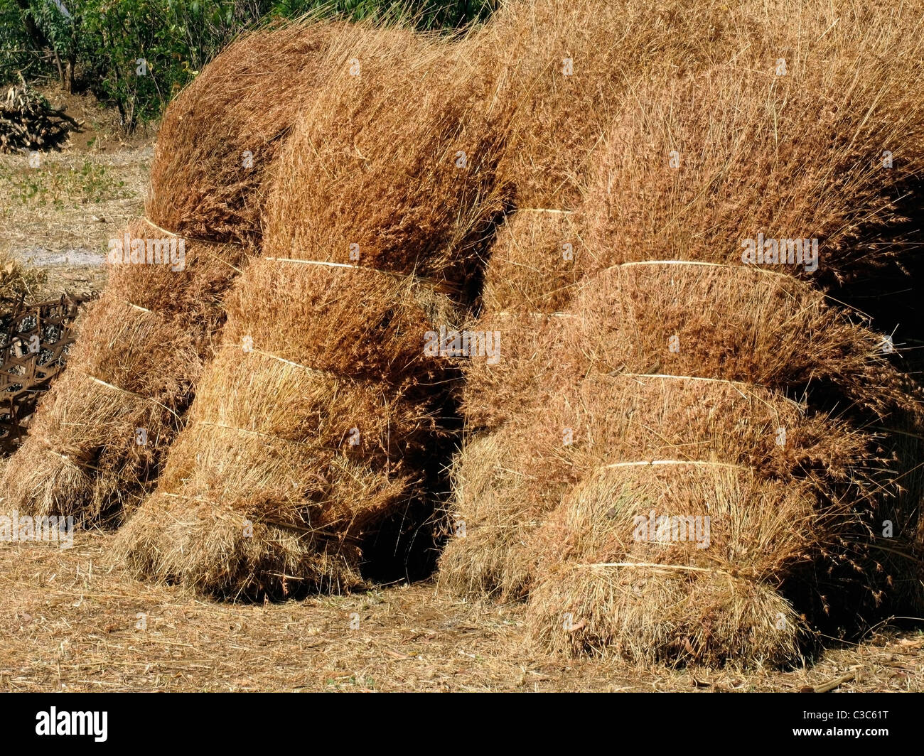 Dry grass stocked for feeding domestic animals in rural areas, India Stock Photo