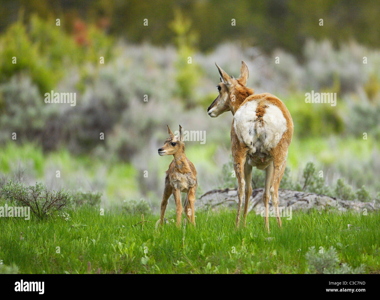 Pronghorn mother and fawn Stock Photo