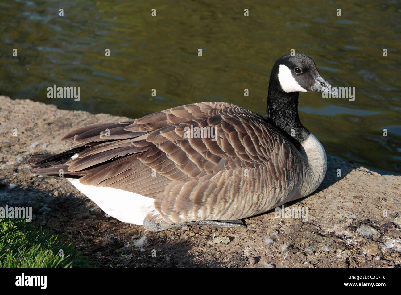 Canada Goose (Branta canadensis) sitting at the lake's edge. Stock Photo
