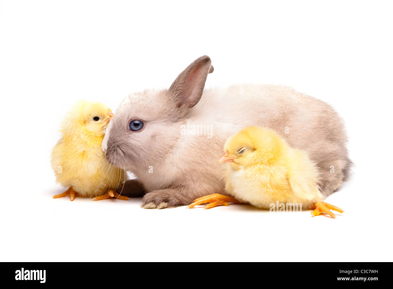 Yellow Chick and bunny over white background Stock Photo - Alamy