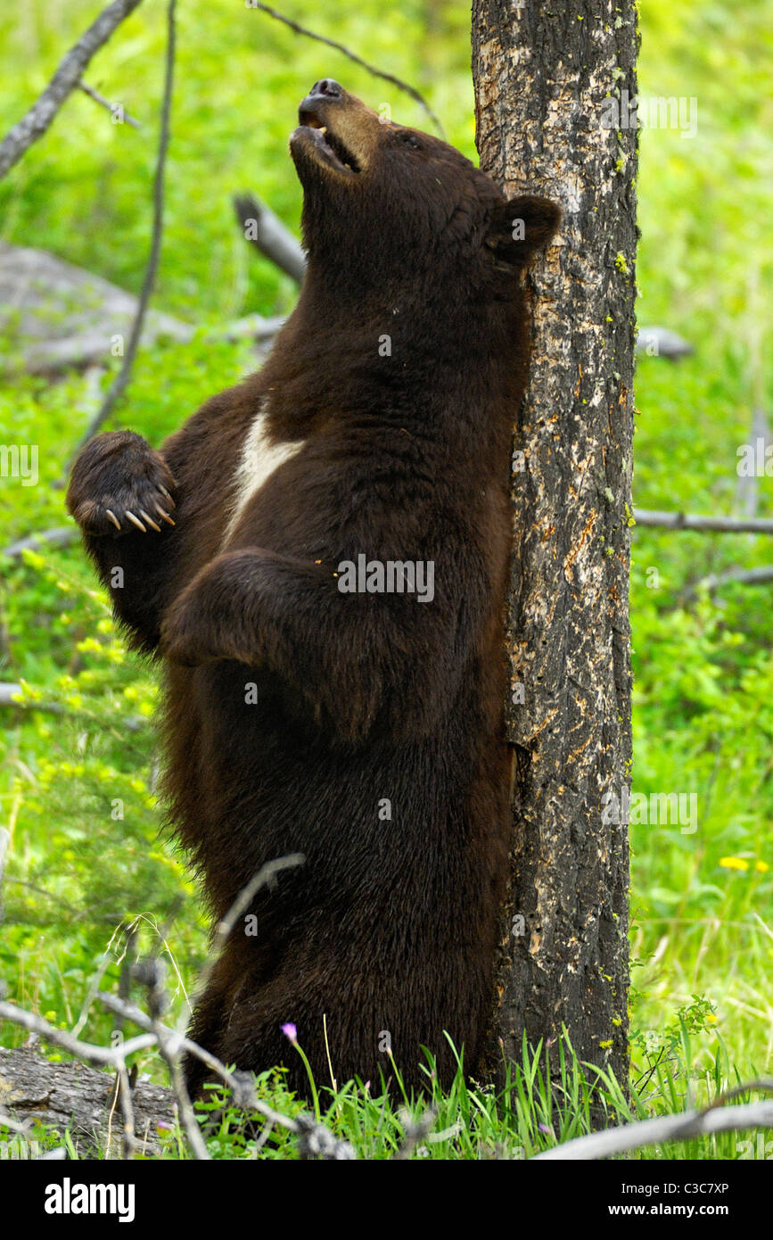 Back Scratching Black Bear Stock Photo Alamy