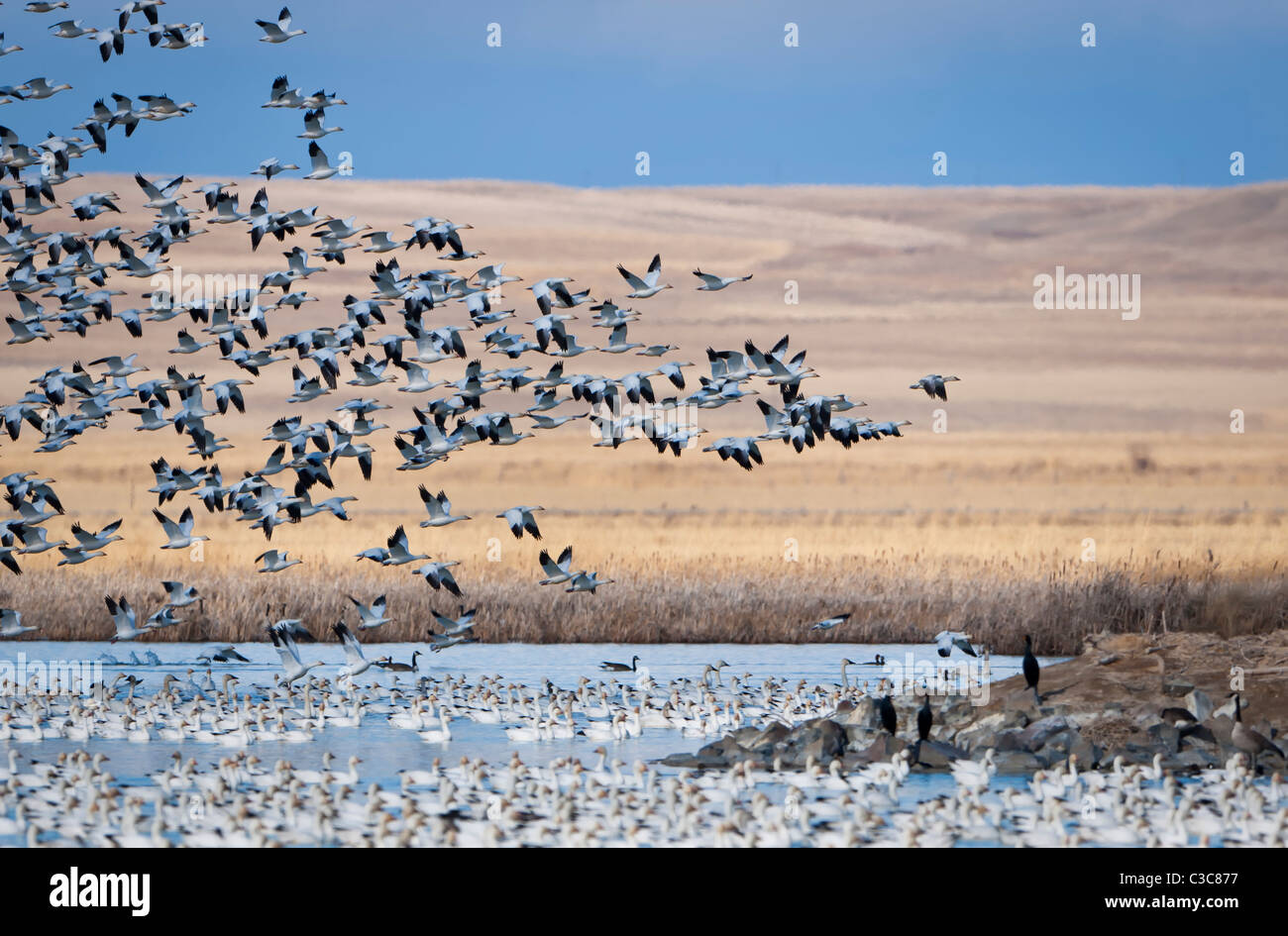 Snow Geese lift off from a Montana lake during the annual Spring migration, Central Montana Stock Photo