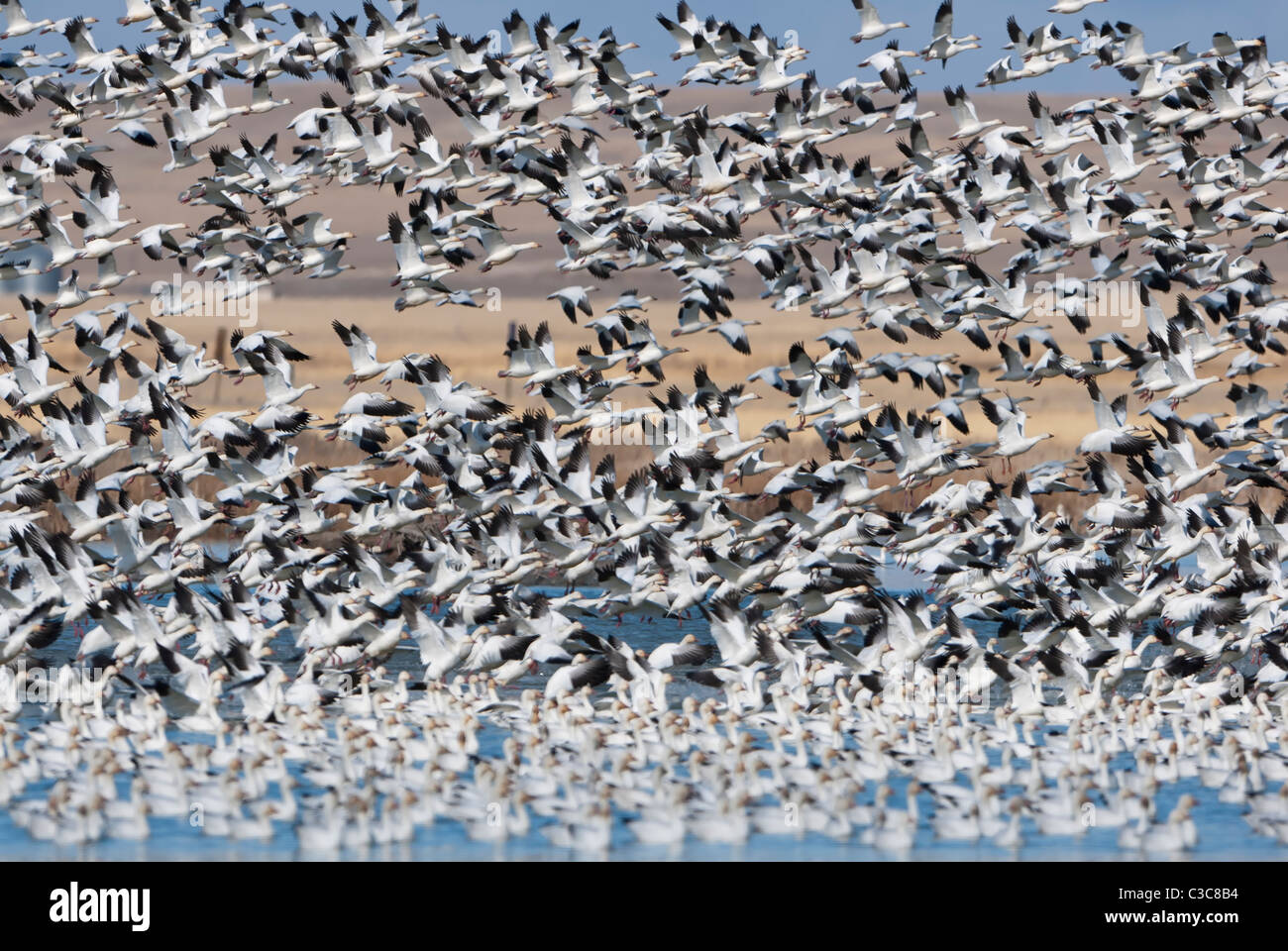 Snow Geese lift off from a Montana lake during the Spring migration, Central Montana Stock Photo