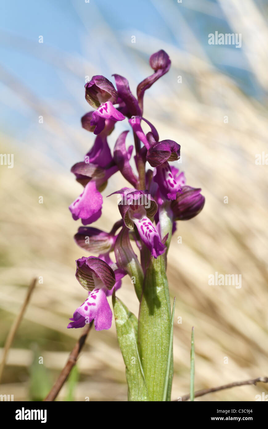 detail of Orchis Morio flowers, small European orchid Stock Photo