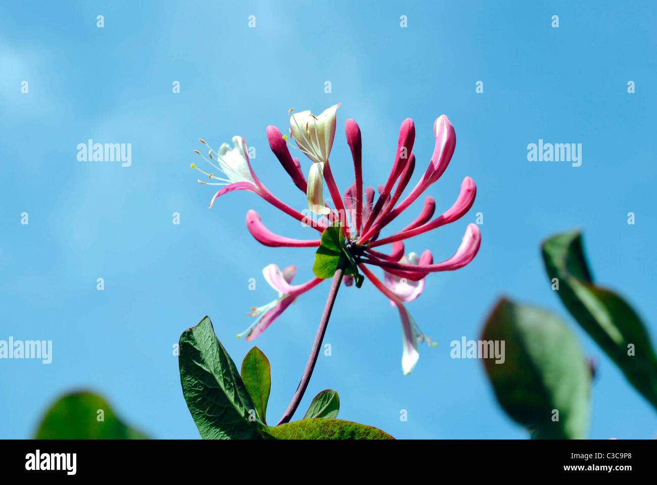 A close up view of a Honeysuckle flower Stock Photo