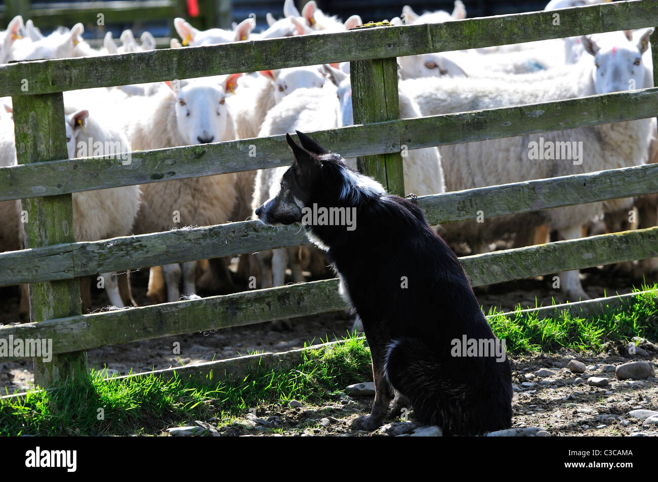 Sheepdog watching sheep he has just rounded up at Slaughtree, Scottish border  west of  Keilder, UK Stock Photo