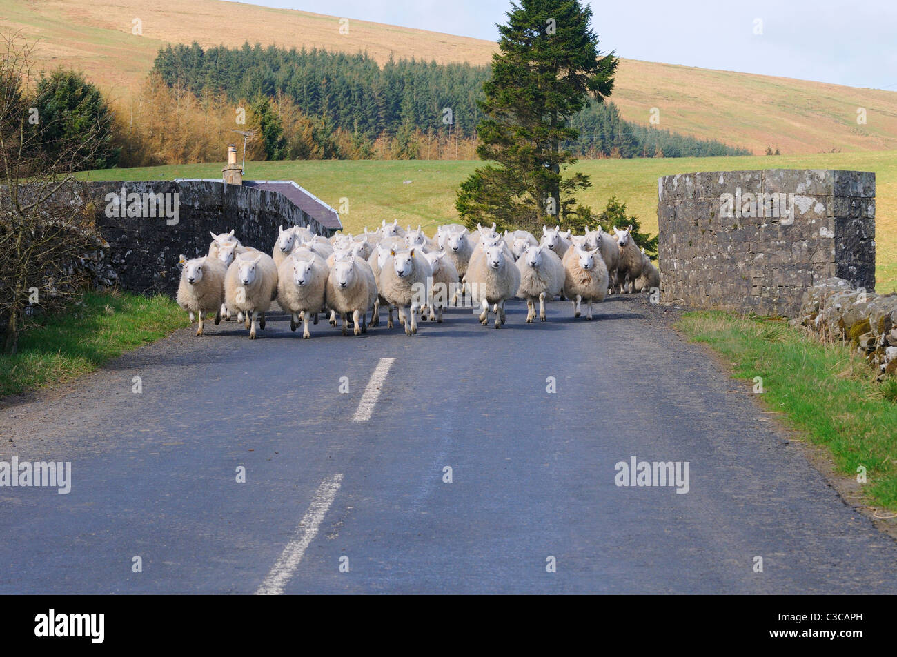 Herd of sheep crossing road bridge to new fields at Saughtree, Scottish Border s west of  Keilder Stock Photo