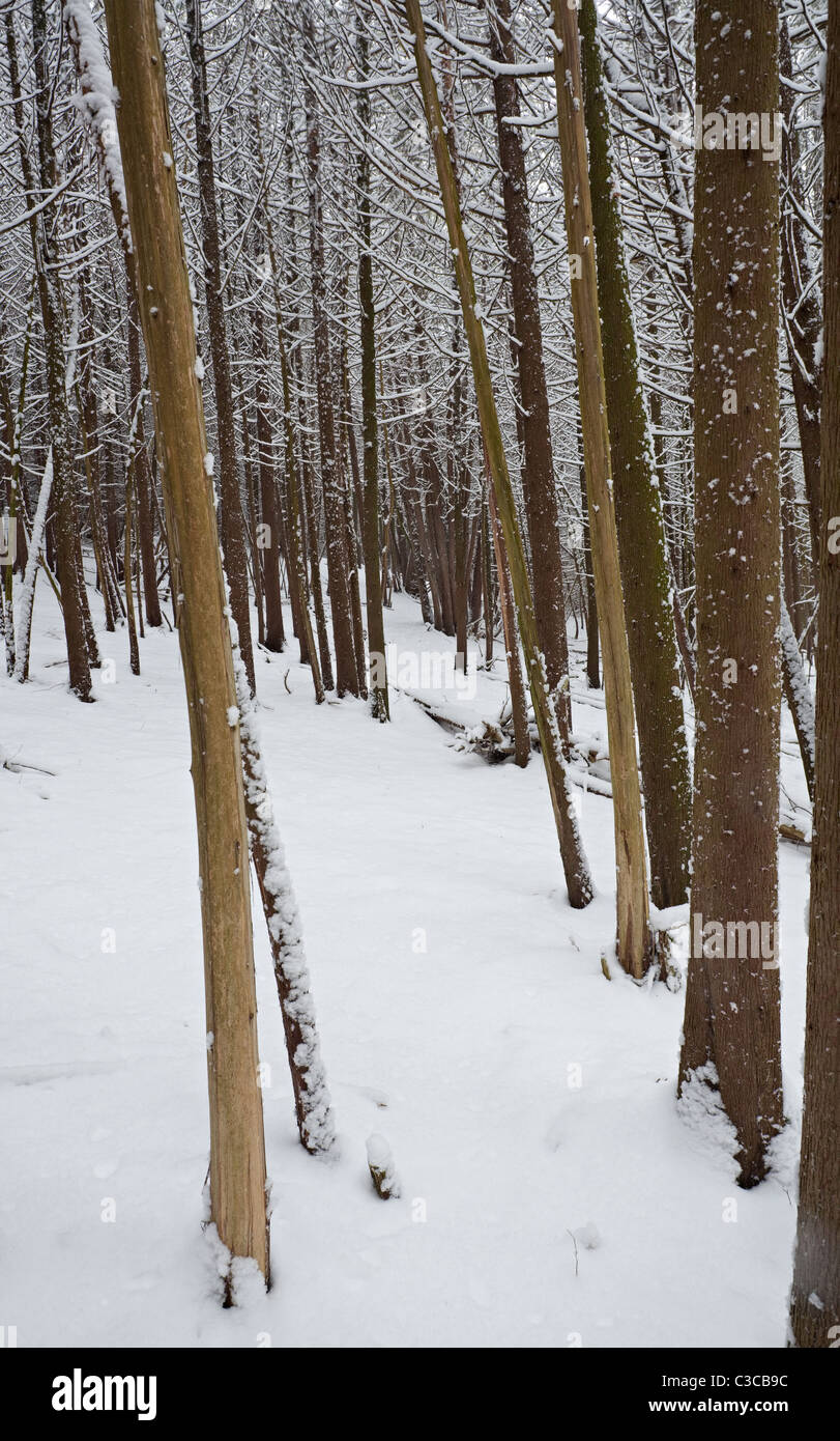 Fresh snowfall in cedar forest Stock Photo