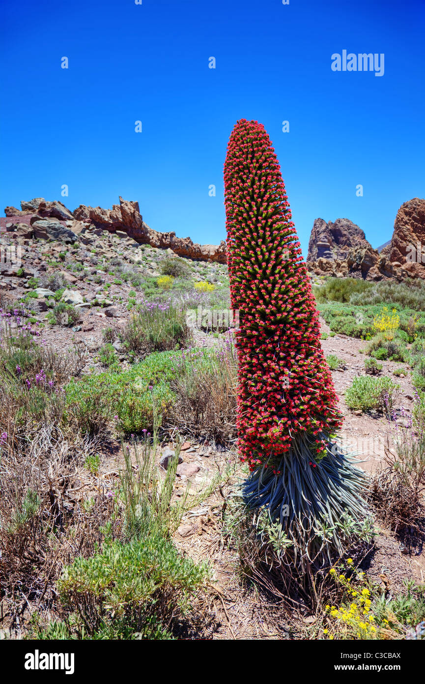 Tower of jewels (Echium wildpretii), endemic flower of the island of