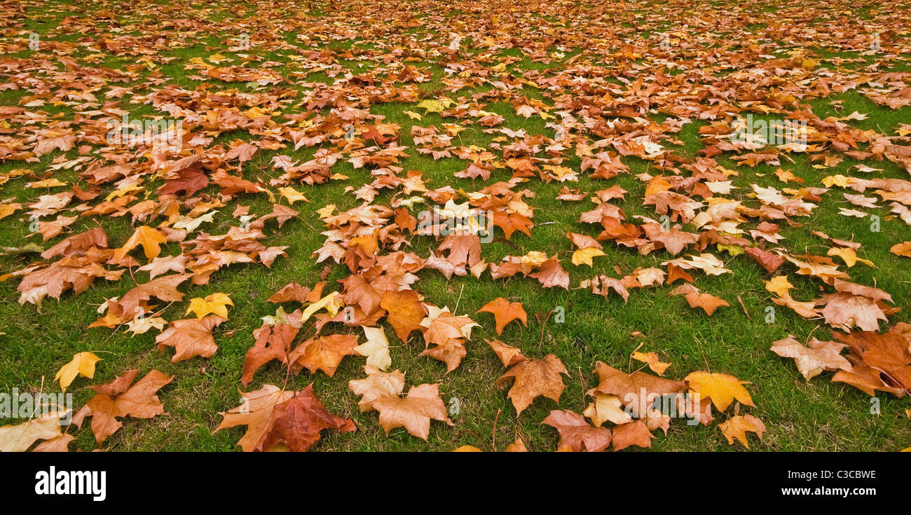 Autumn leaves on the ground in panorama Stock Photo - Alamy