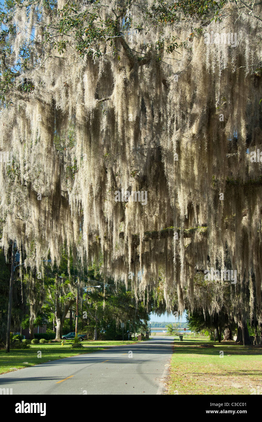 St. Marys. Southern Live Oak trees (Quercus virginiana