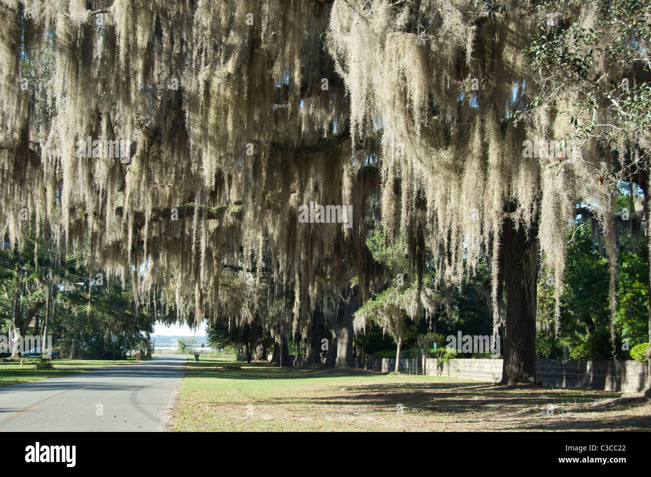 St. Marys. Southern Live Oak trees (Quercus virginiana
