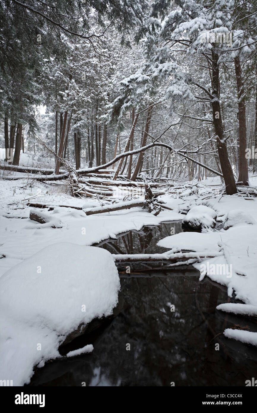 Fresh snowfall in cedar forest Stock Photo