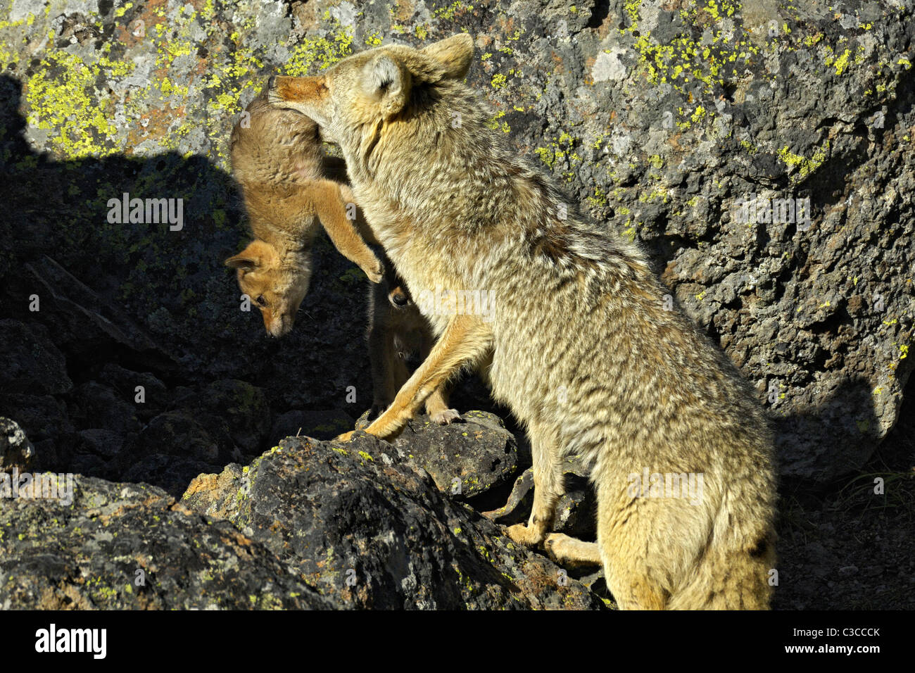 A Coyote pup is seen in Arizona Stock Photo - Alamy