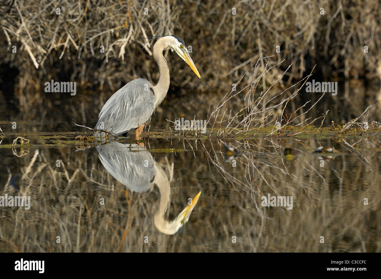 Wildlife reflection Stock Photo