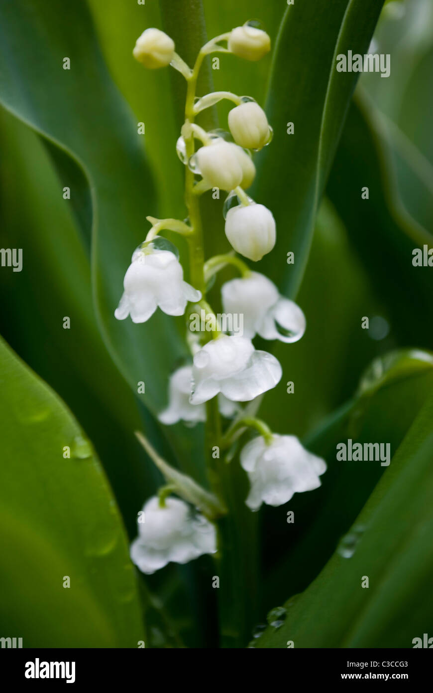 lilly of the valley flower in garden Stock Photo - Alamy