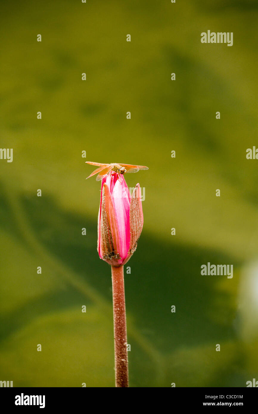 Red dragonfly sitting on a pink water lily bud in Cambodia Stock Photo