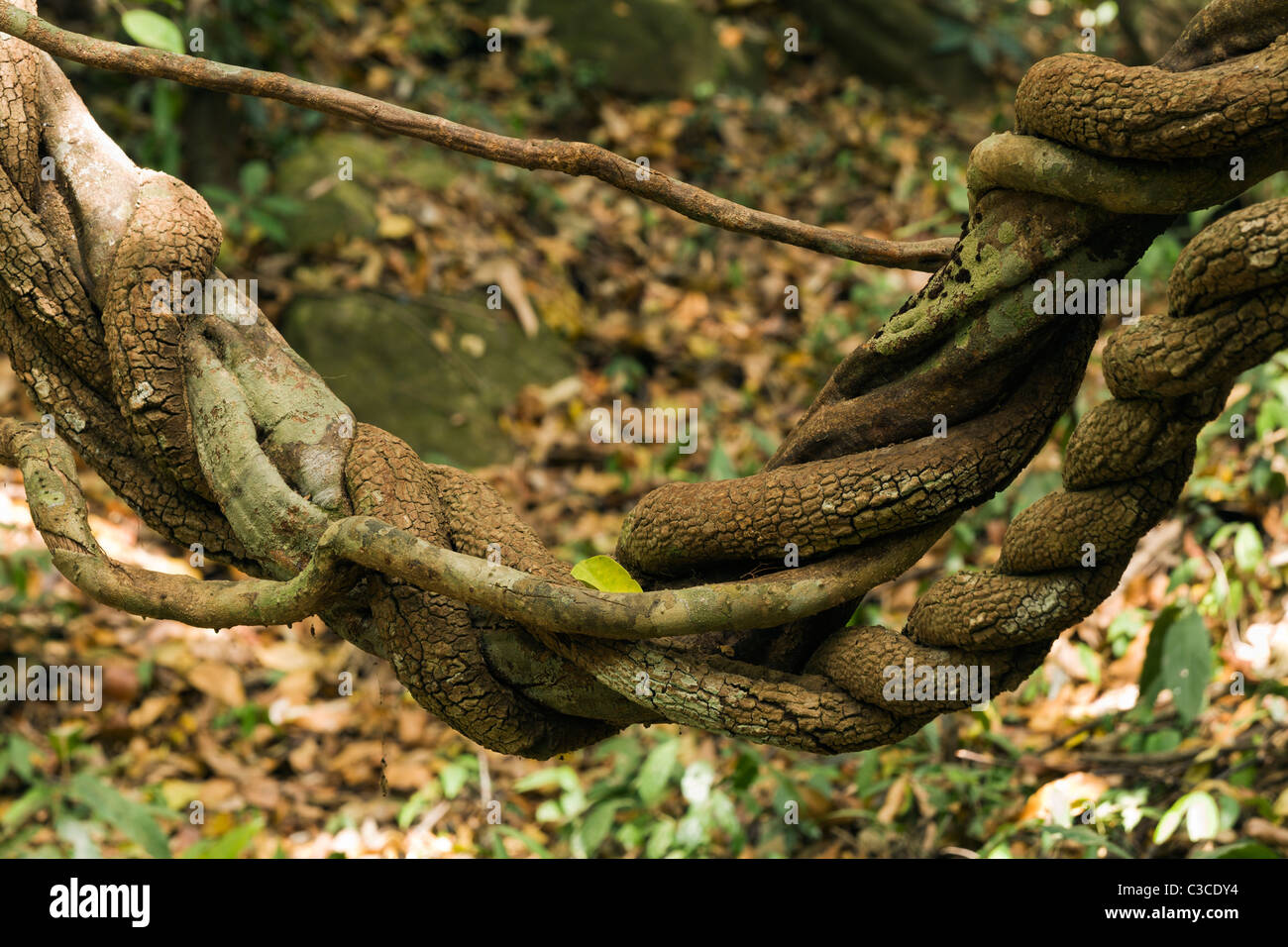 Three different vines doing the twist in the jungle by Kbal Spean, a remote Angkorian site. Stock Photo
