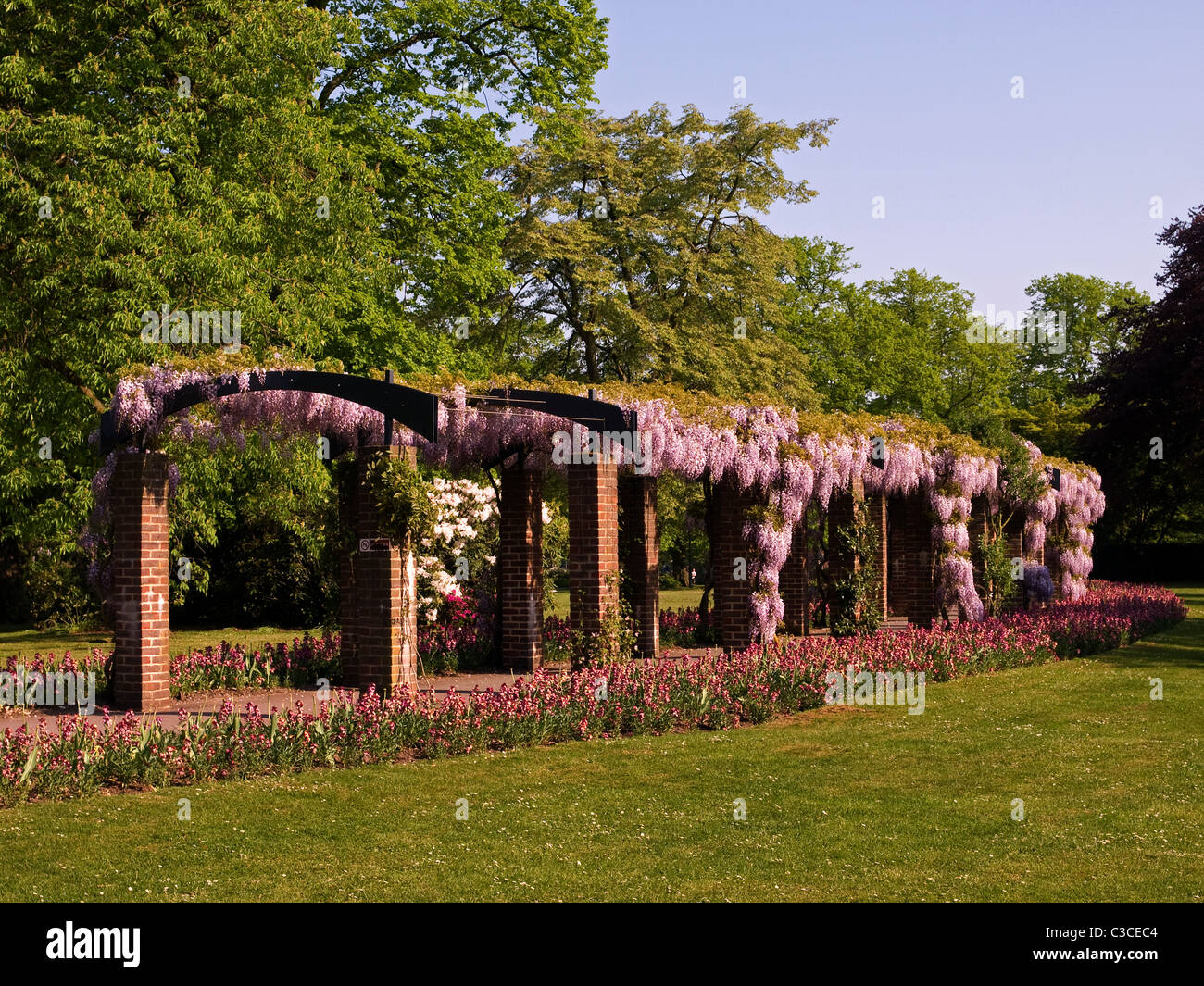 The wisteria pergola in Andrews Park Southampton Hampshire England UK Stock Photo
