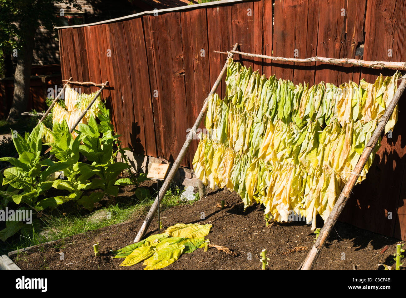 Drying tobacco leaf hi-res stock photography and images