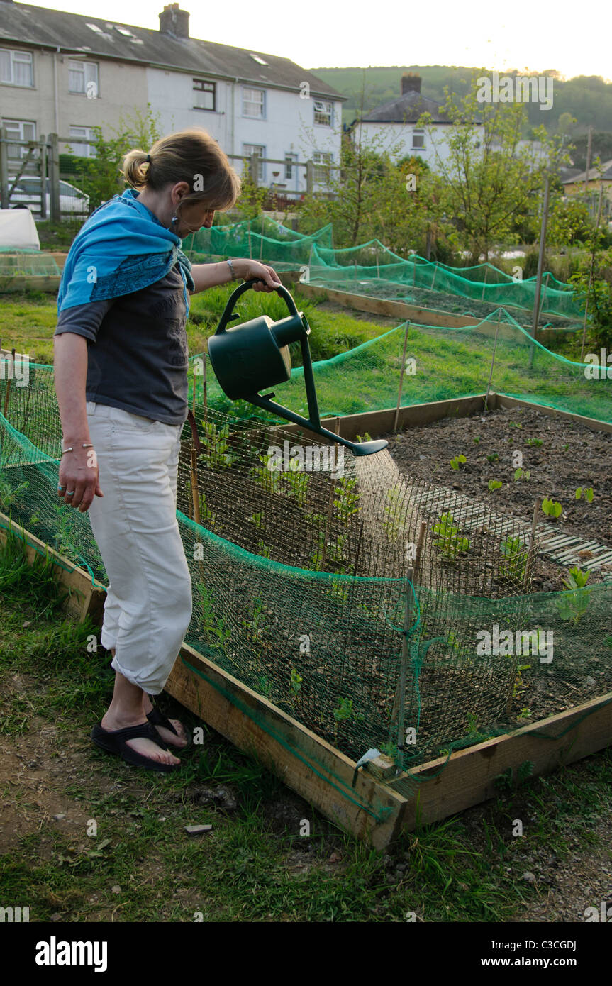 A middle aged woman watering the plants on her allotment garden UK Stock Photo