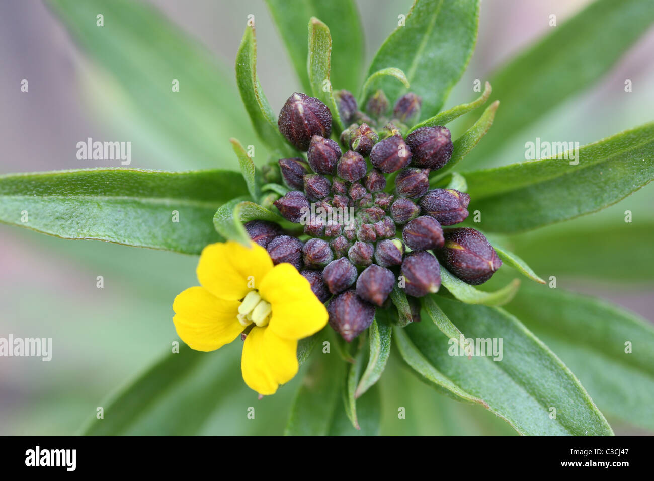 erysimum in bloom Stock Photo Alamy