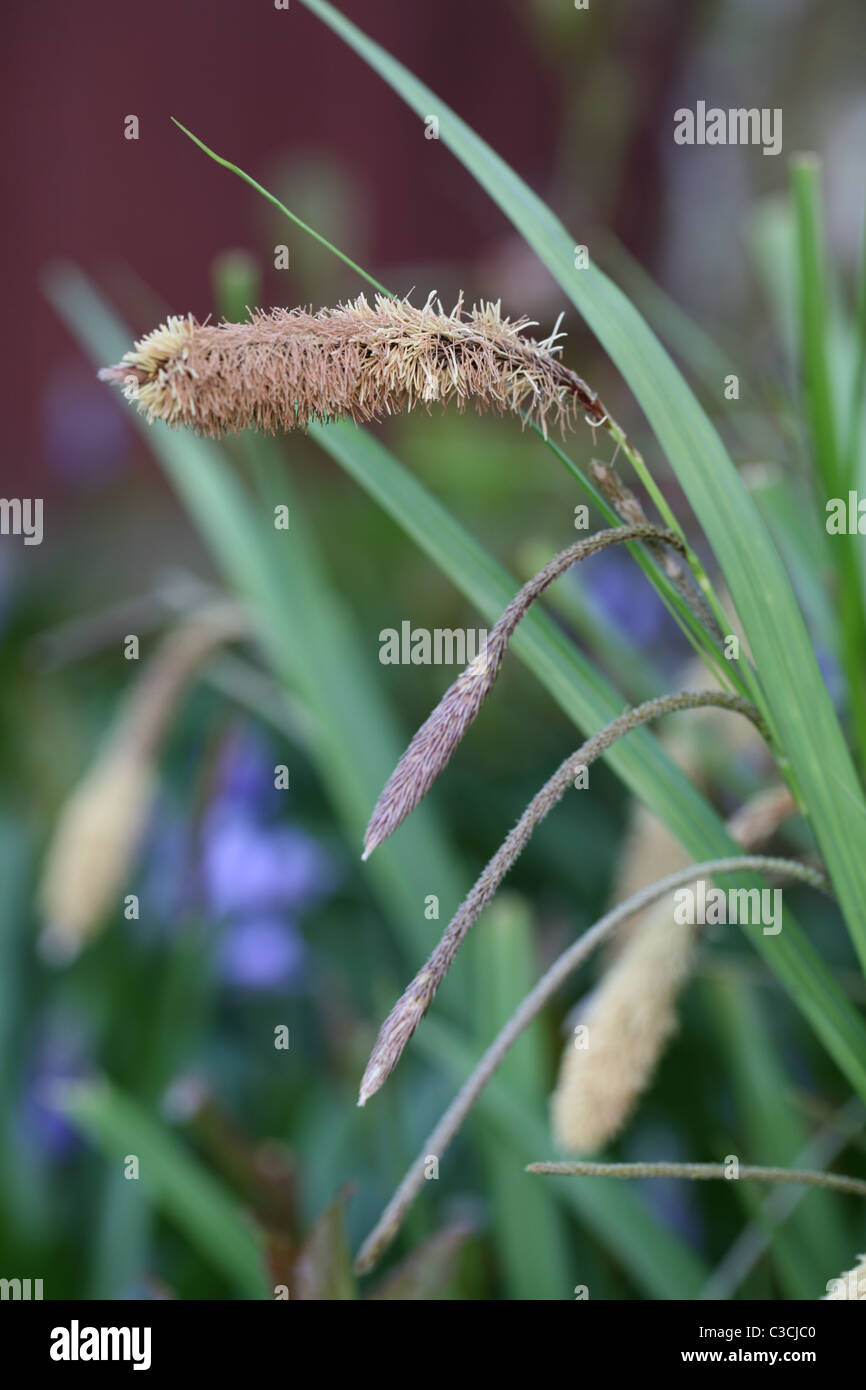 Ornamental grass seed hi-res stock photography and images - Alamy