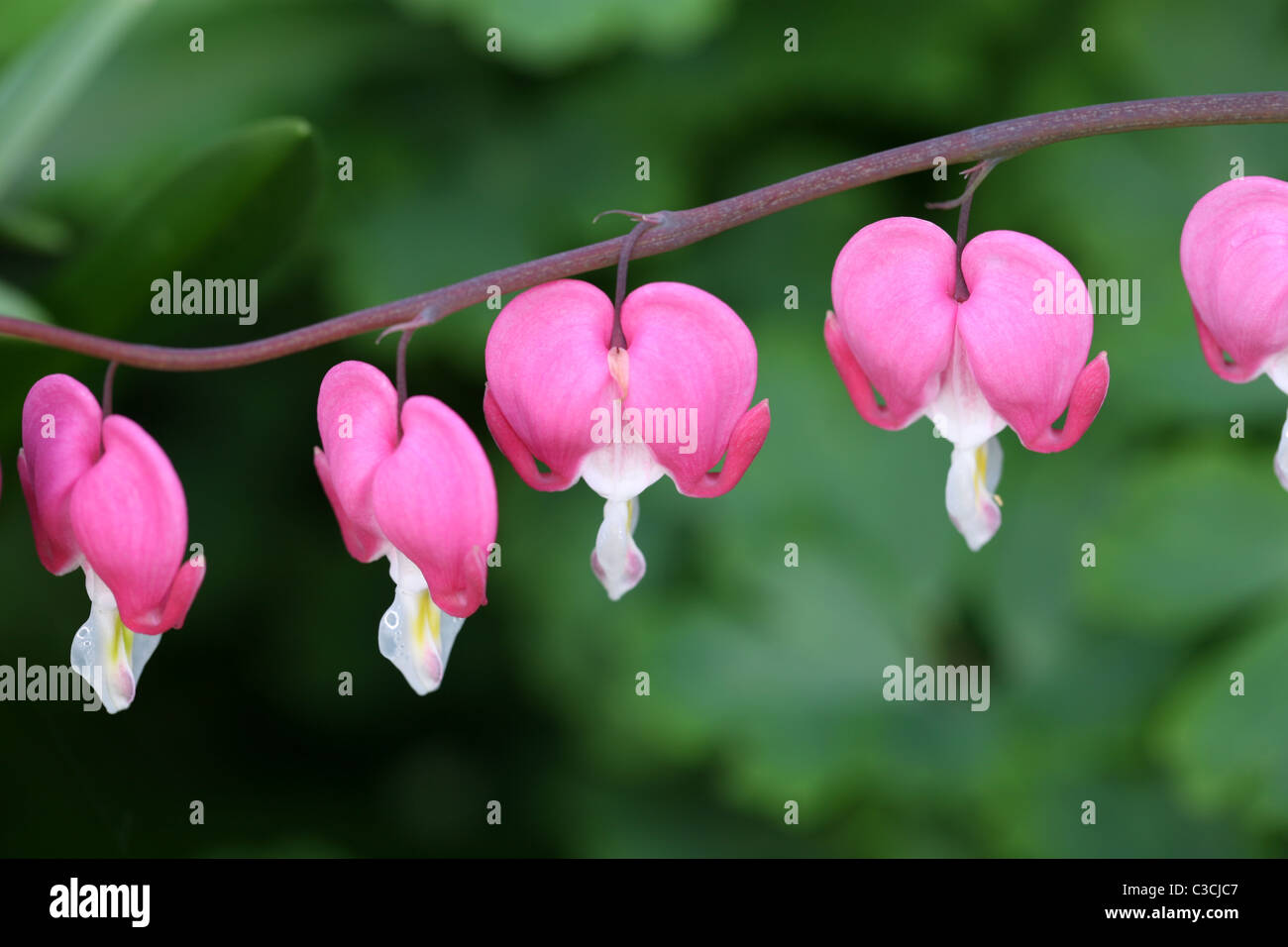 pink dicentra in bloom Stock Photo Alamy